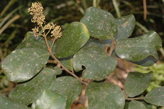 Cryptocarya neilgherrensis